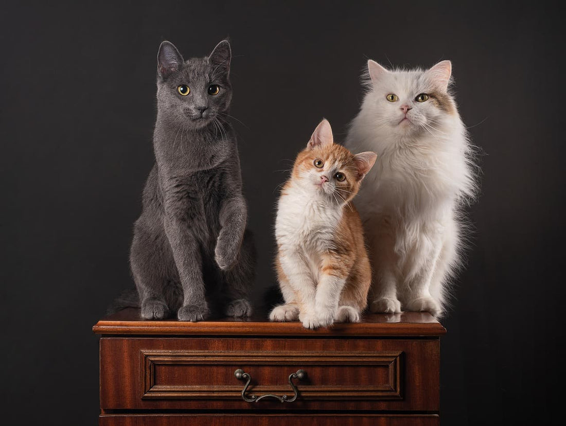 Les chats qui ne sortent jamais peuvent-ils ĂȘtre heureux ? đ±đ