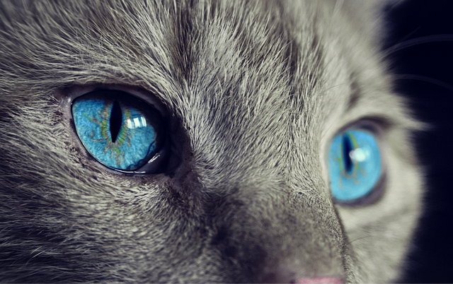 Comprendre le comportement de votre chat : ce qu’il essaie vraiment de vous dire