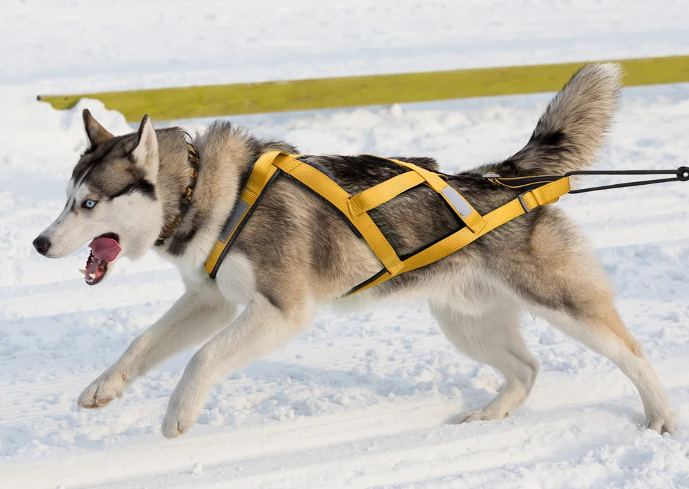 Harnais de Traîneau 🐾 – Performance et Confort au Service de l'Aventure ❄️