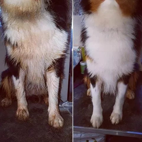 🧼 Shampoing solide pour chien 🐶 – La douche à Maouche