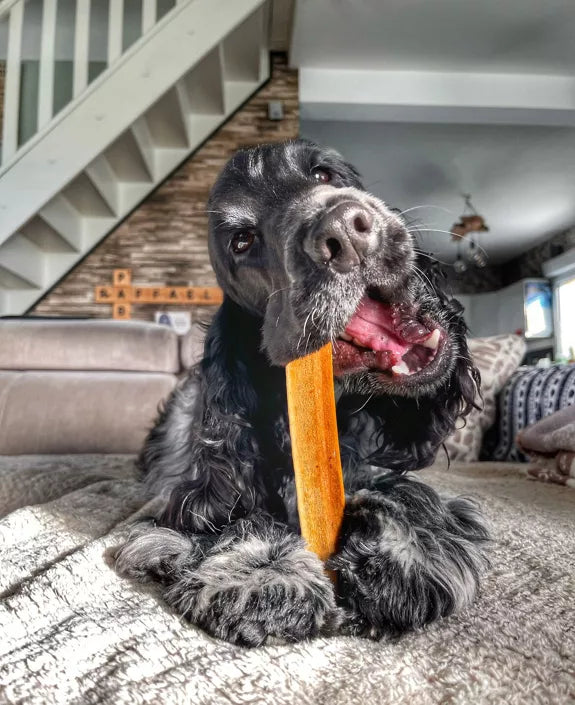🦴 Bois de cerf en biseau fumé au jambon 🐶 EVIDENT