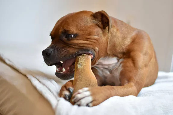 🦴 Bois de cerf en biseau fumé au jambon 🐶 EVIDENT