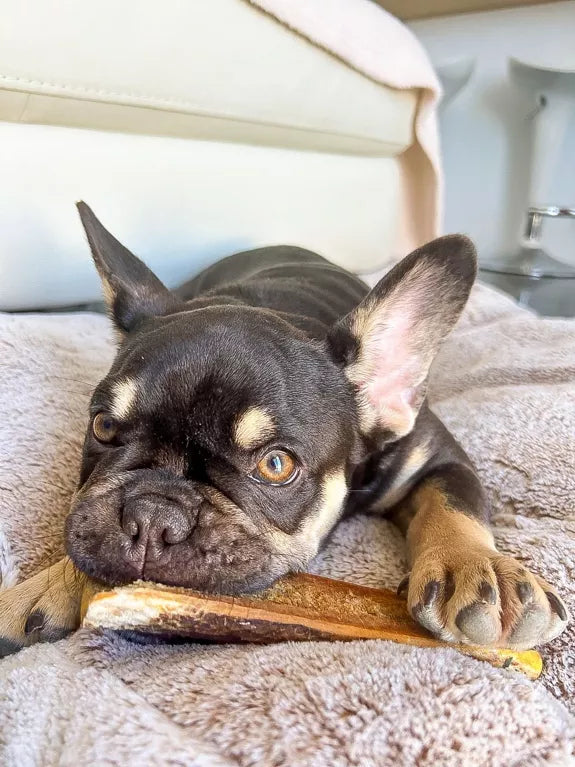🦴Bois de cerf tranché fumé au jambon pour chien 🐶Evident