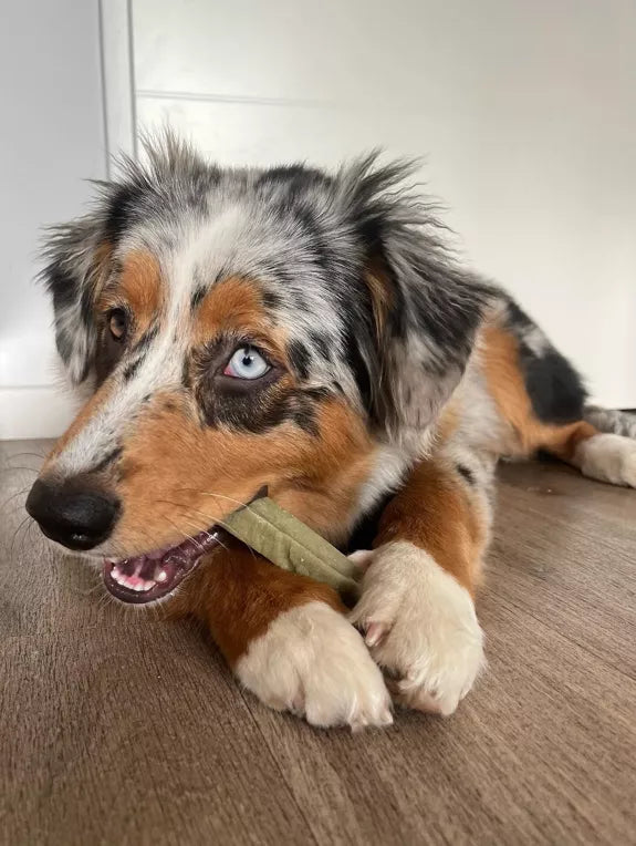 🧀 Bâtonnets de fromage à mâcher pour chien à la spiruline – 100 % naturel 🌿 Evident