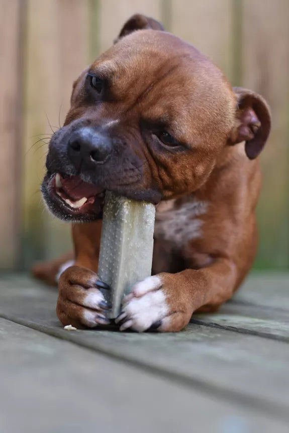 🧀 Bâtonnets de fromage à mâcher pour chien à la spiruline – 100 % naturel 🌿 Evident