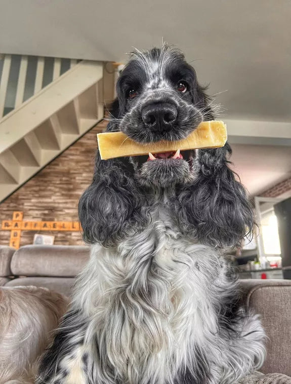 🧀 Bâtonnets de fromage à macher pour chien – 100 % naturel 🐶 Evident