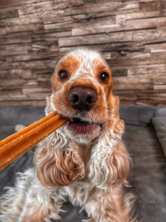 🧀 Sticks bucco-dentaire au fromage pour chien – 100 % naturels 🦷🐶 Evident
