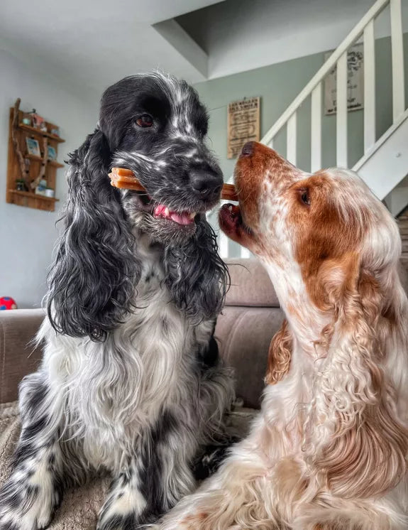 🧀 Sticks bucco-dentaire au fromage pour chien – 100 % naturels 🦷🐶 Evident
