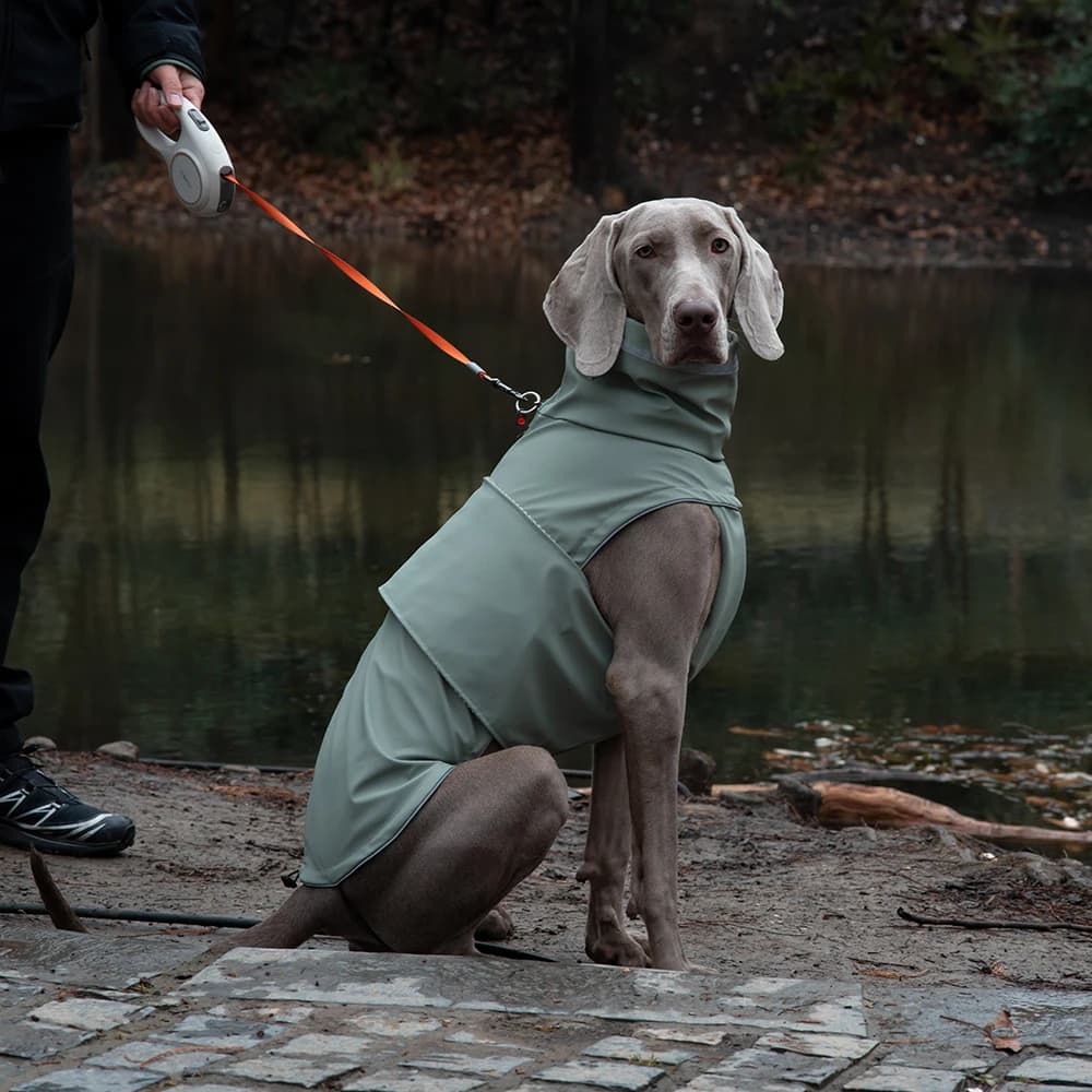 Veste de pluie ajustable pour chien 🌧️