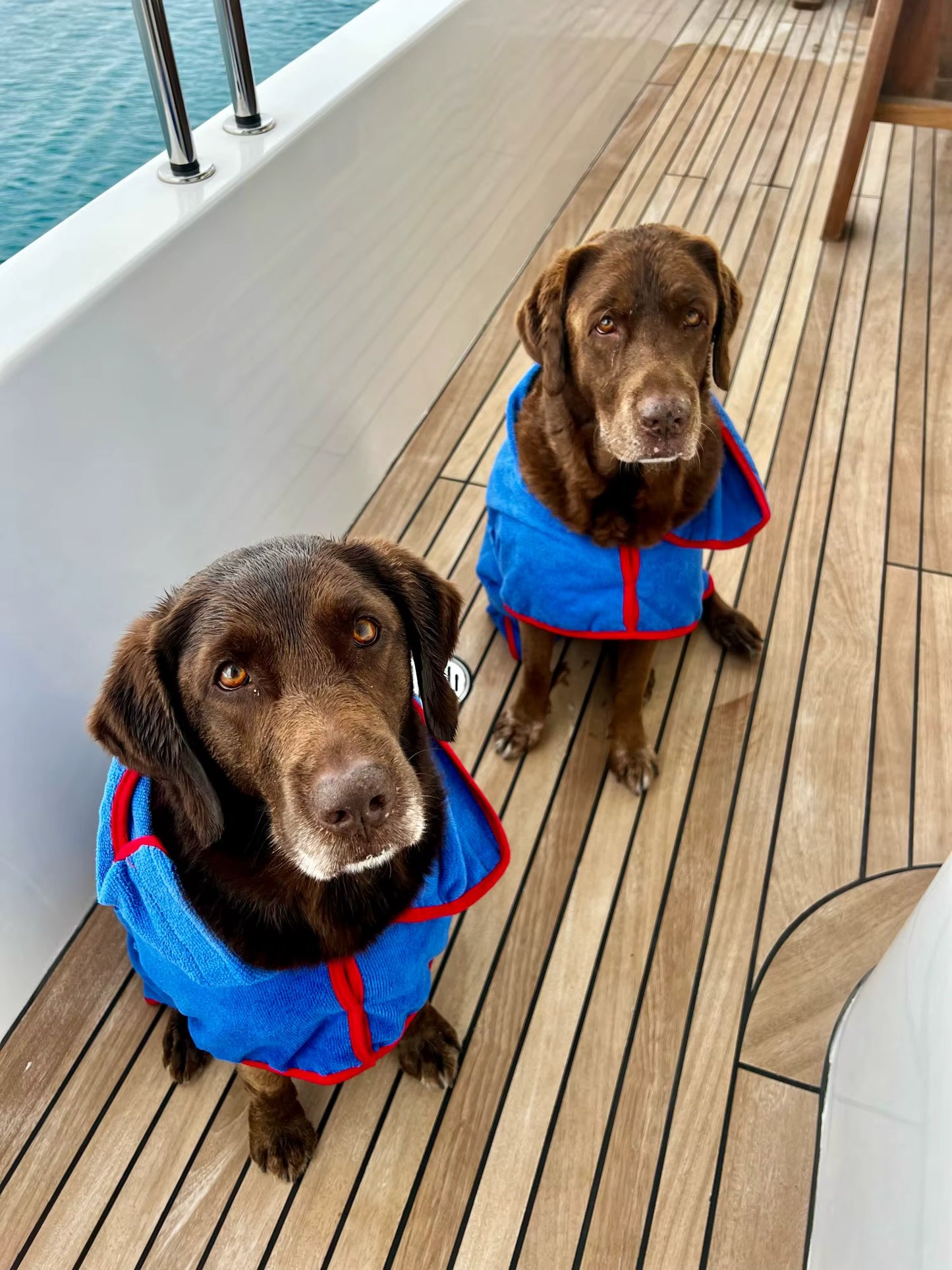 🐾 Peignoir Absorbant à Séchage Rapide pour Animaux de Compagnie 🐶🐱