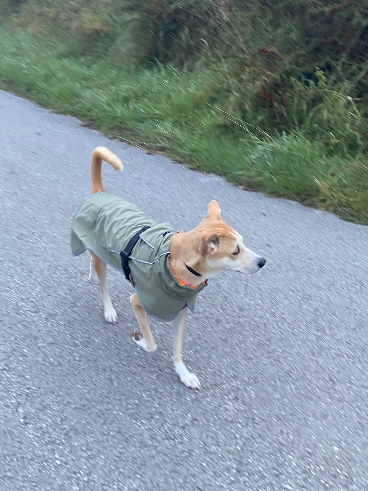 🌧️ Coupe-vent imperméable pour Chien 🐾