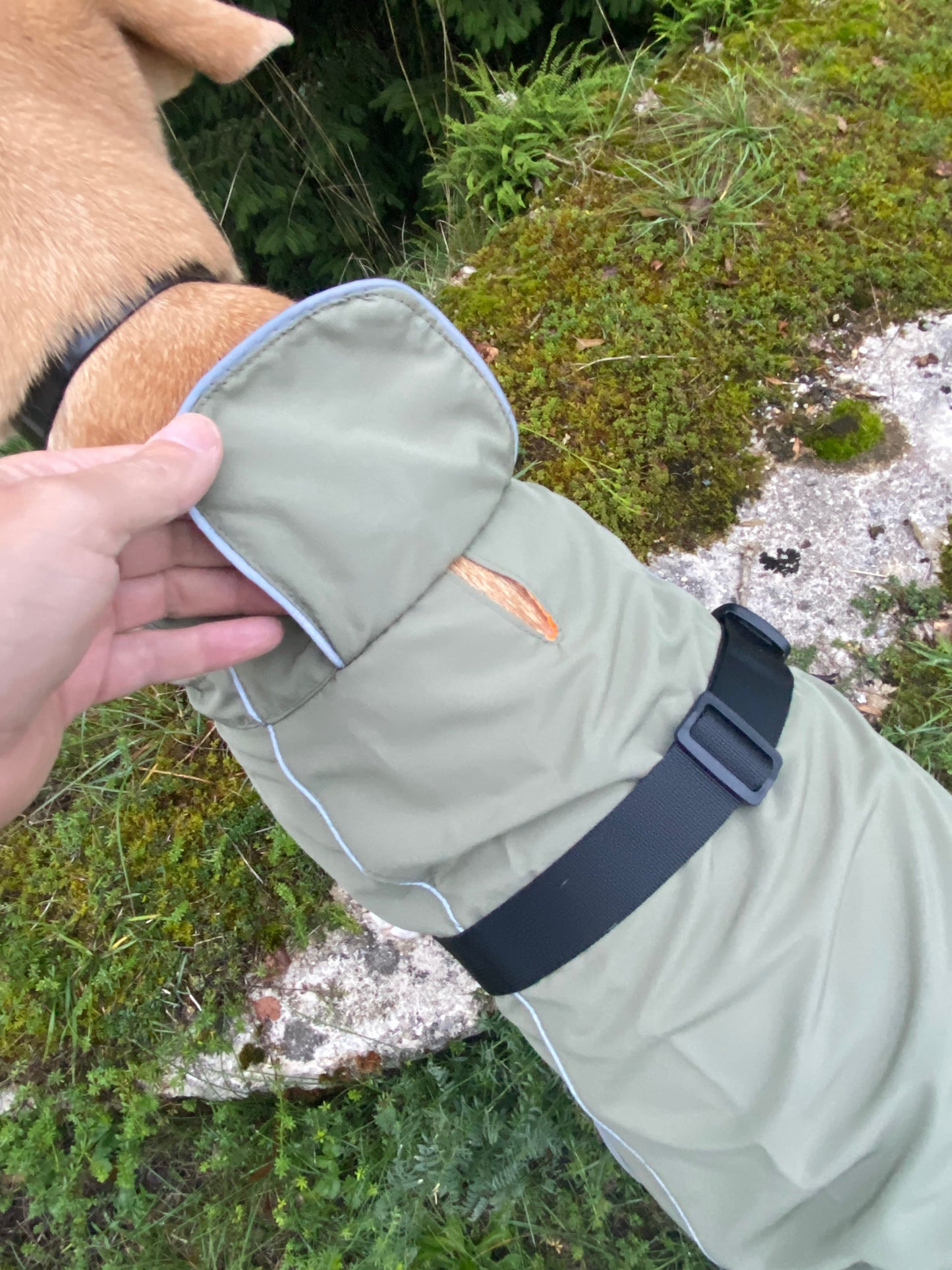 🌧️ Coupe-vent imperméable pour Chien 🐾