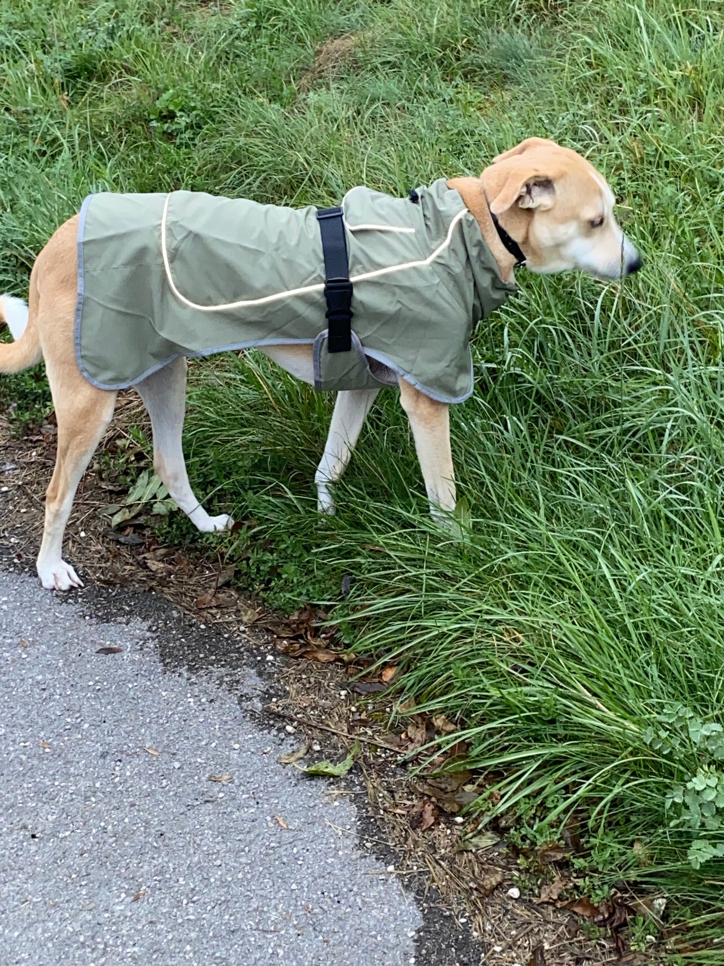 🌧️ Coupe-vent imperméable pour Chien 🐾