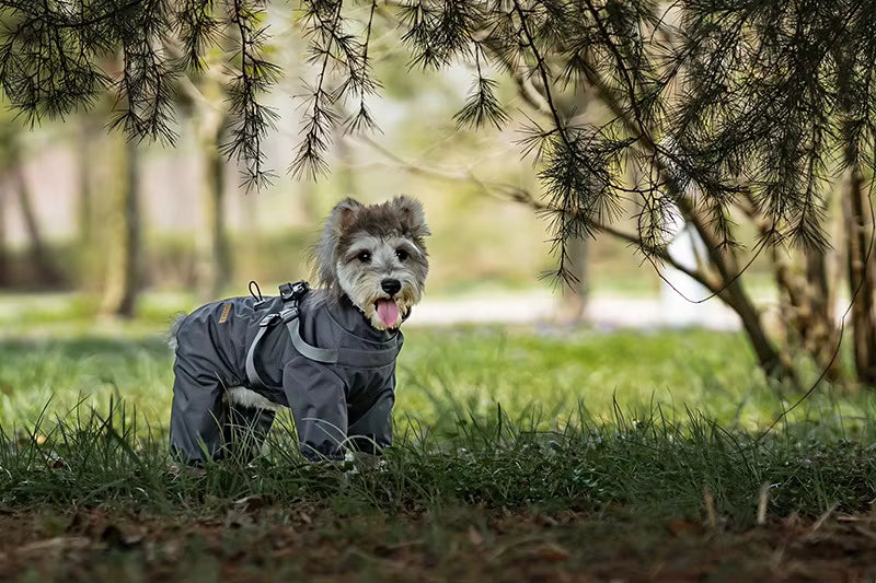 Combinaison imperméable pour chien