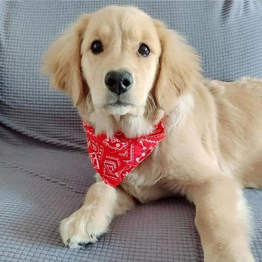 Collier Bandana pour Chien ou Chat – Style, Confort et Originalité 🐾