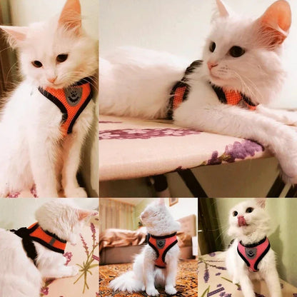 🐾Harnais spécial chat ou petit chien