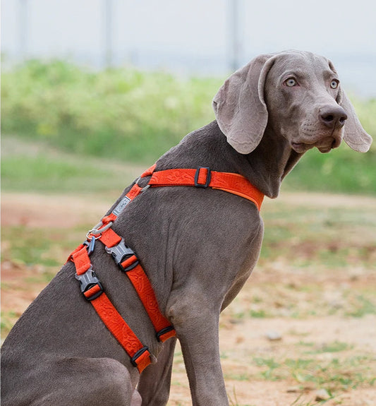 Harnais Chien Basic – Confort, Durabilité et Sécurité 🐾