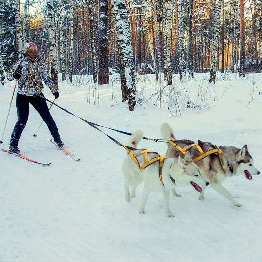 Harnais de Traîneau 🐾 – Performance et Confort au Service de l'Aventure ❄️
