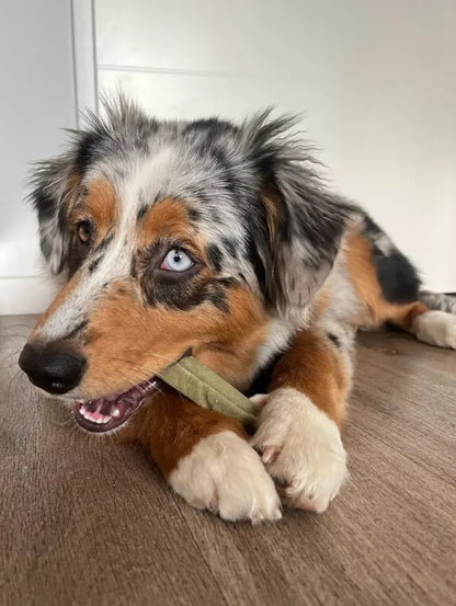 🧀 Bâtonnets de fromage à mâcher pour chien à la spiruline – 100 % naturel 🌿 Evident