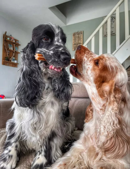 🧀 Sticks bucco-dentaire au fromage pour chien – 100 % naturels 🦷🐶 Evident