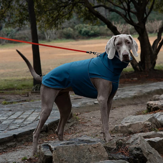 Veste de pluie ajustable pour chien 🌧️