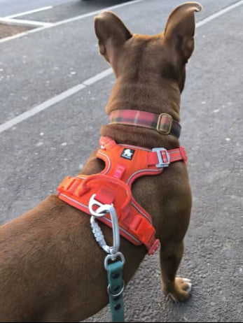 Harnais Haut de Gamme pour Chien – Sécurité, Confort et Élégance