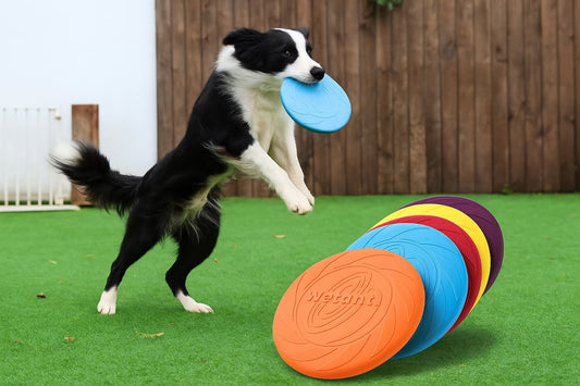 🐶 Frisbee pour Chien – Pour des heures de jeu en plein air ! 🥏