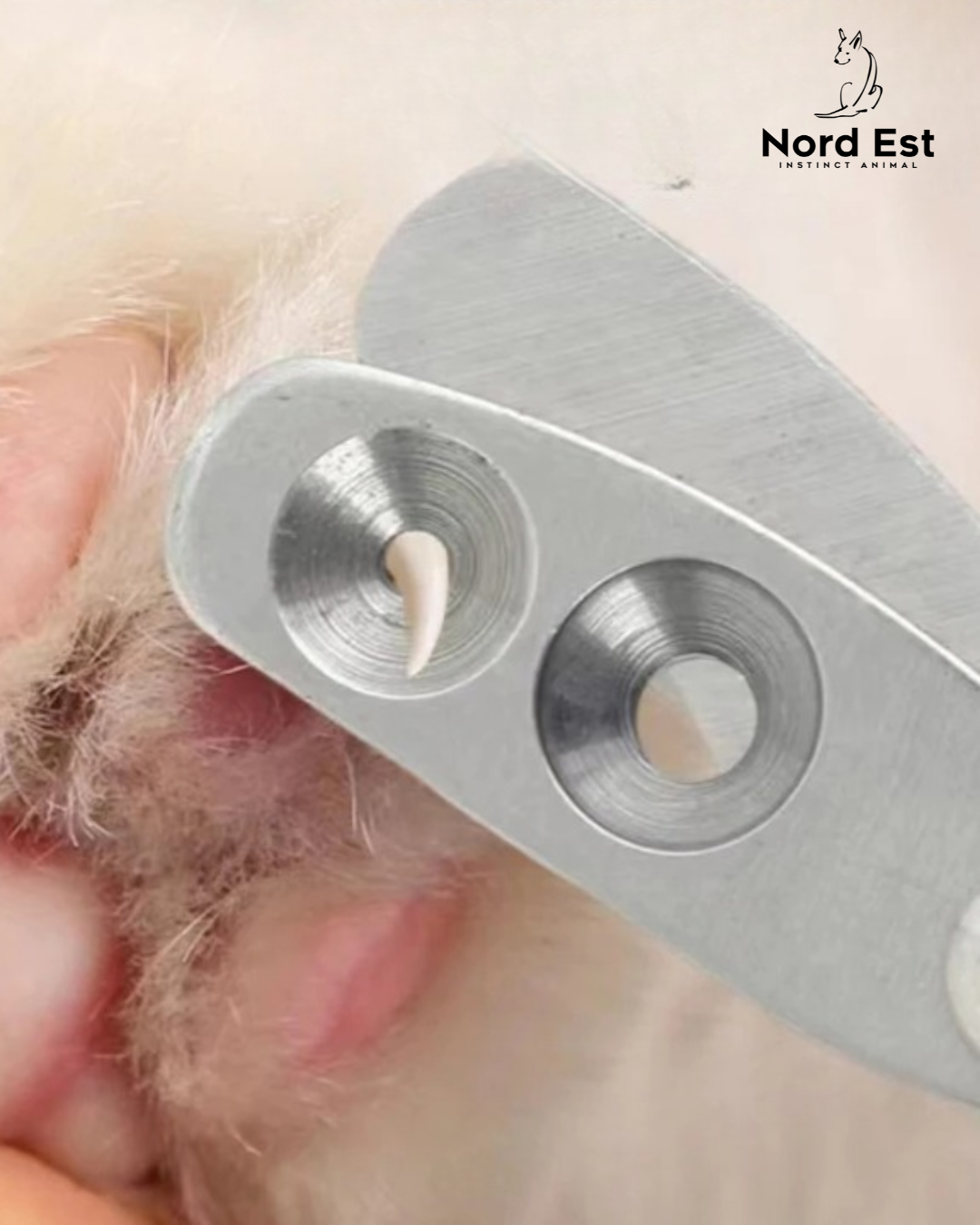 ✂️ Coupe-ongles pratique pour chats ou petits chiens