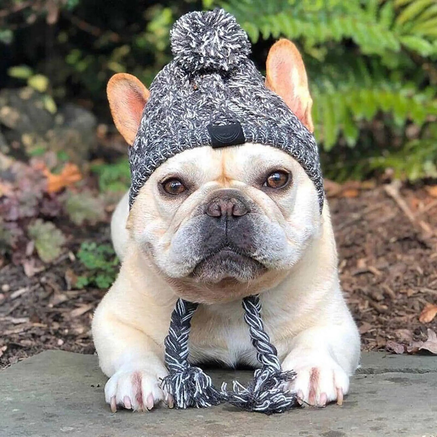 🐶 Bonnet chaud pour chien  ❄️