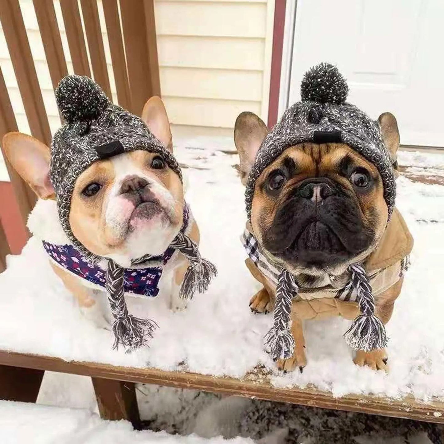 🐶 Bonnet chaud pour chien  ❄️
