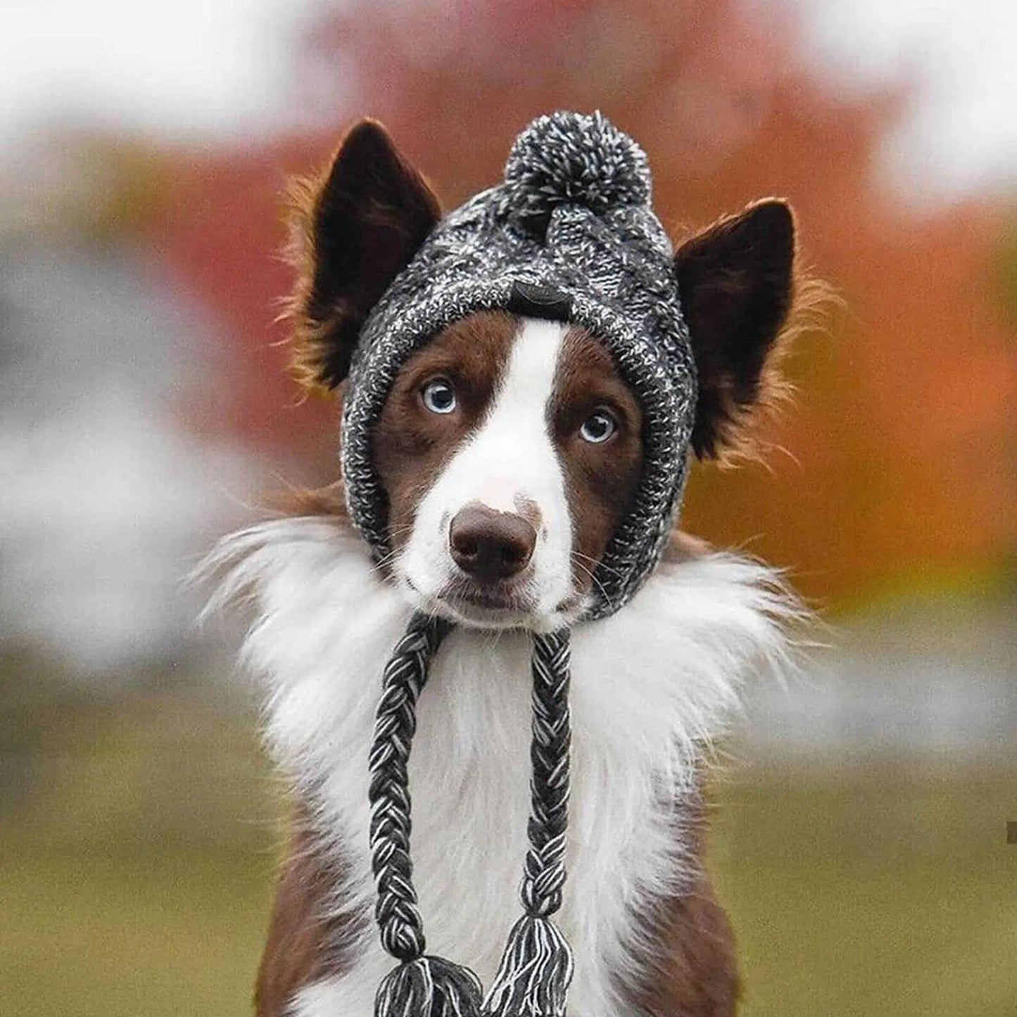 🐶 Bonnet chaud pour chien  ❄️